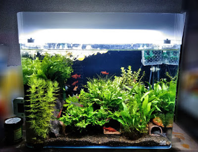 PPシートで作った水槽用魚飛び出し防止柵(前面から)