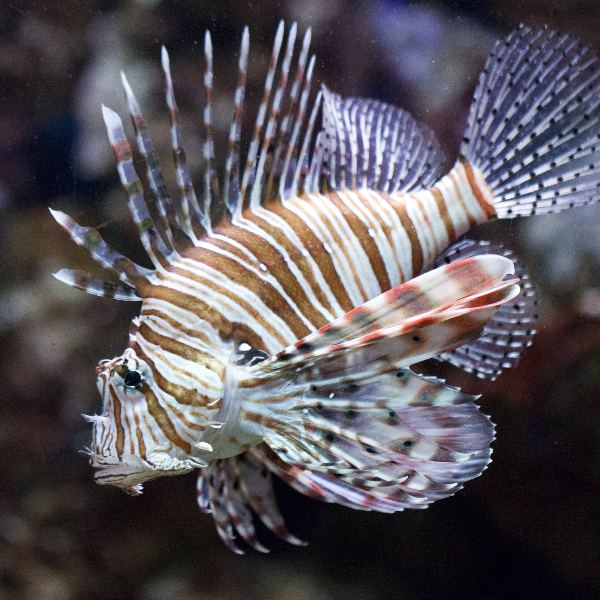 compatible with any smaller hd screen lionfish for ipad