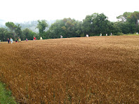 Camps de blat al Camí del Mas Torroella
