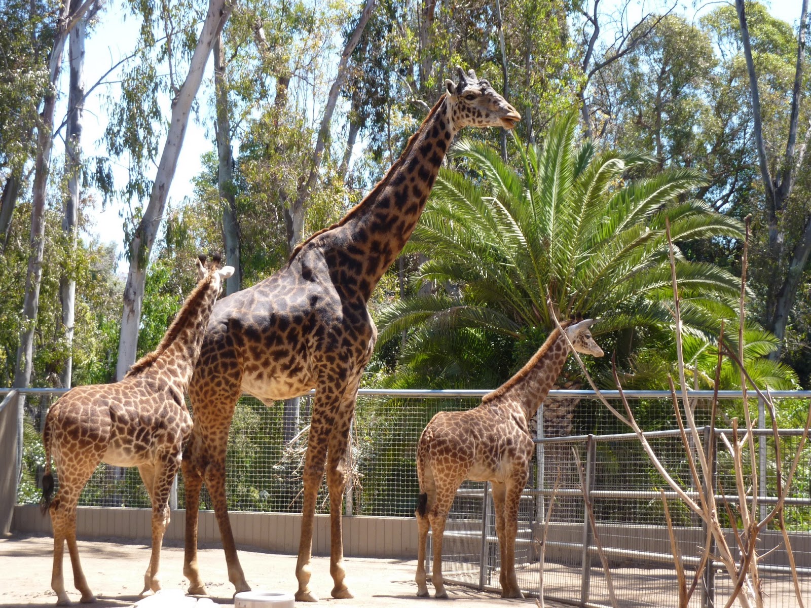 Just Breathe SAN DIEGO ZOO SUNDAYS IN MY CITY