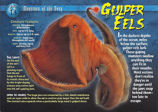 makhluk aneh belut gulper atau Gulper Eel 