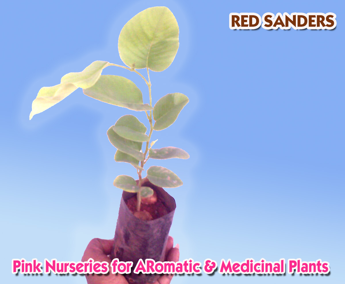 Photo Gallery Red sanders, Sandal & Teak Plants Red Sanders Saplings