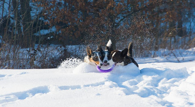 podróże z psem, karkonosze z psem, w góry z psem
