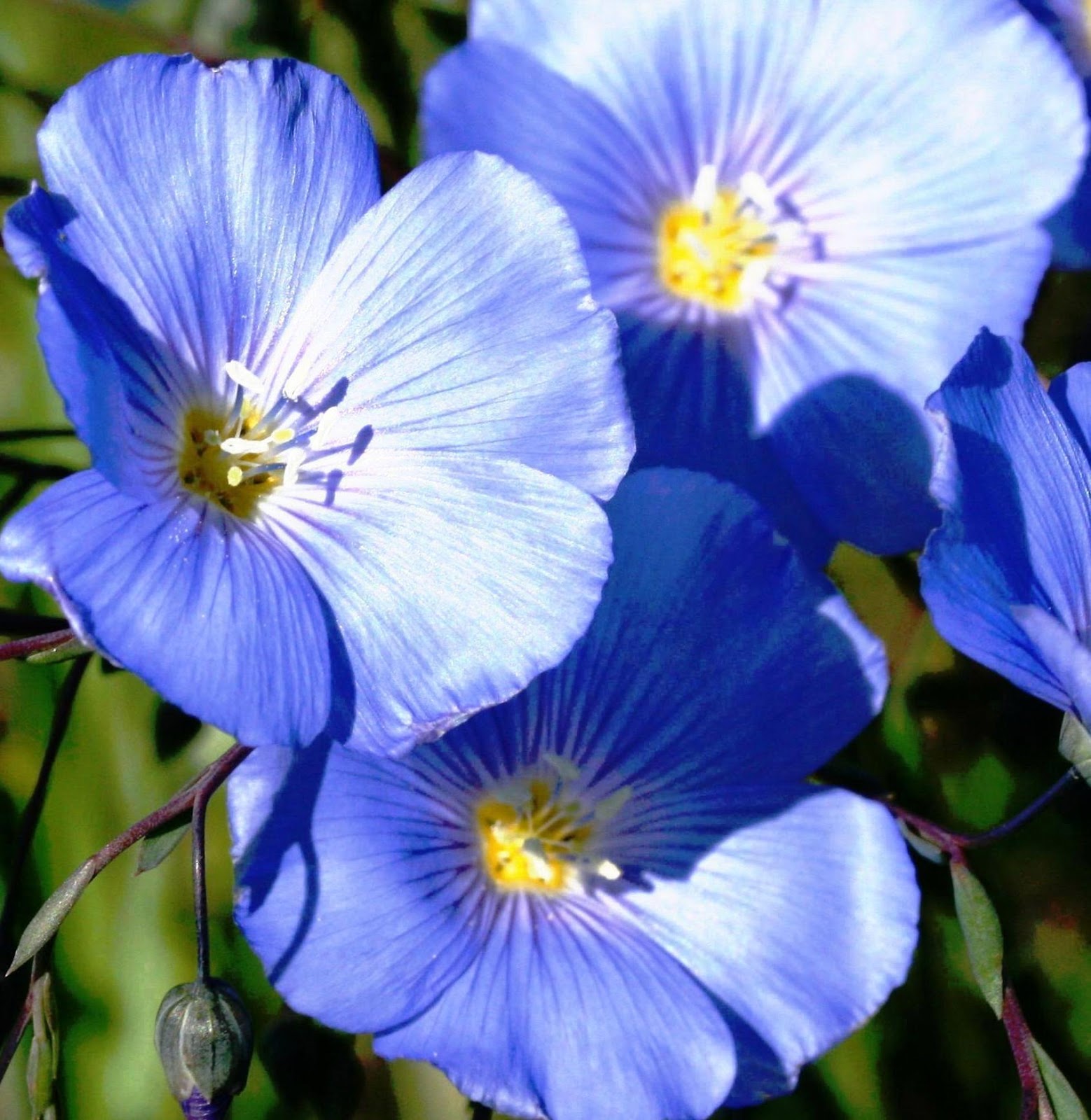 National Flower of Belarus