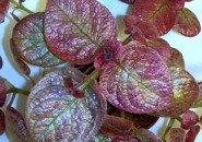 Episcia-'Pink Panther'