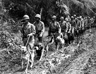 United States Marine corps K-9