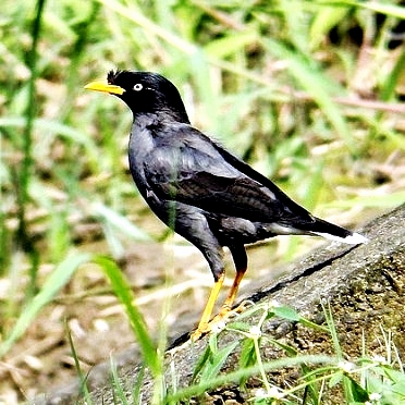Daftar Harga Burung Jalak Kebo Terbaru Burung Pengicau