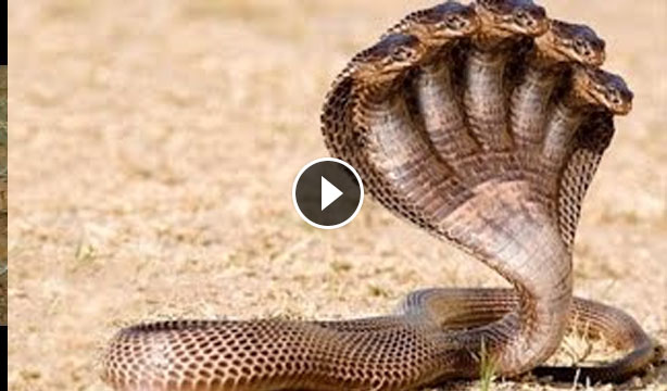 battle snake melissa battle snake melissa
