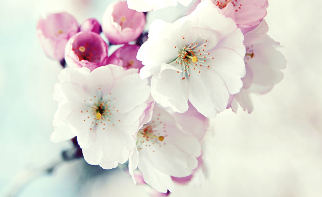 60 Beautiful Flowers Wallpapers Wallpaper Wednesday Hongkiat