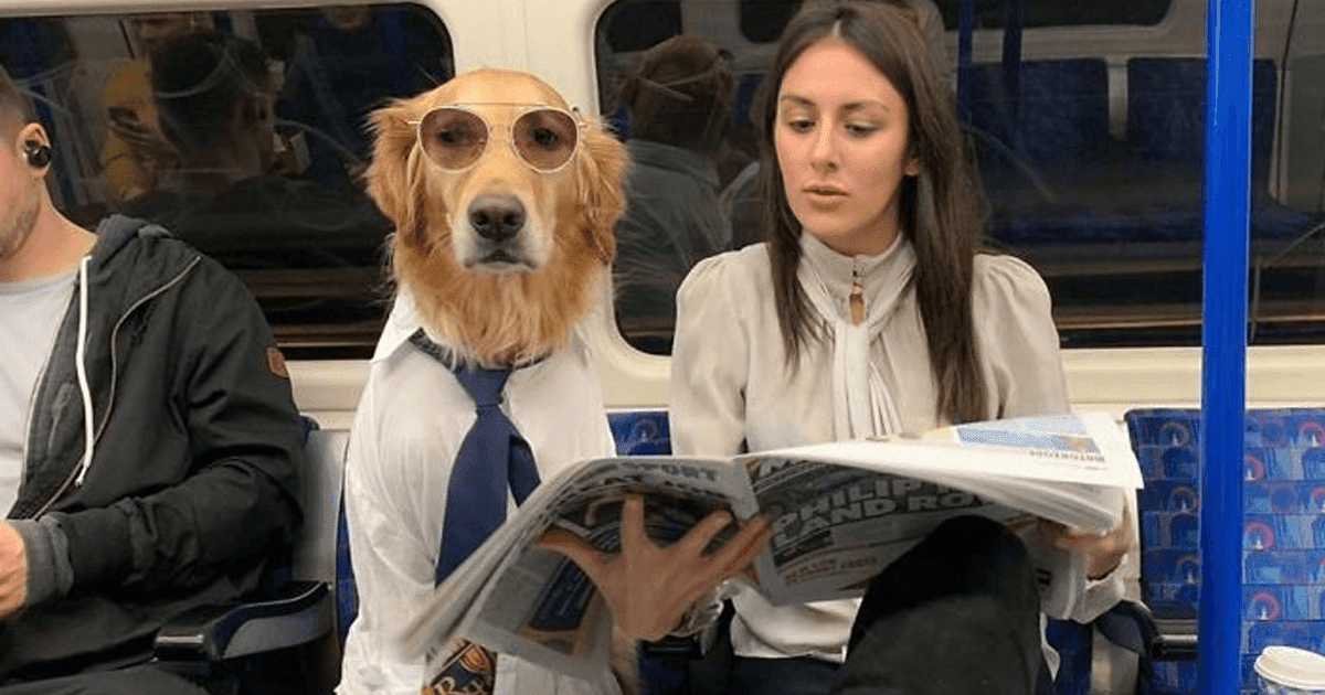 22 Hilariously Adorable Pictures Of A Dog And His Owner Dressed In