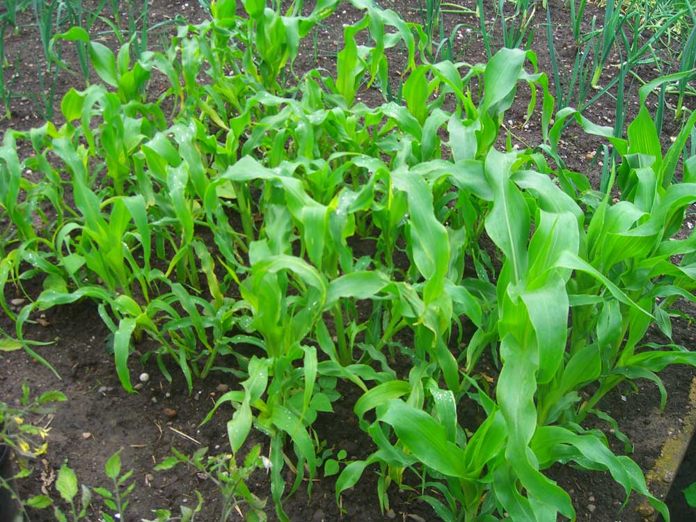 Allotment Garden Allotment photographs for June/July 2012