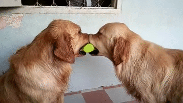 Funny animal gifs - part 155, best funny gif, animal gifs