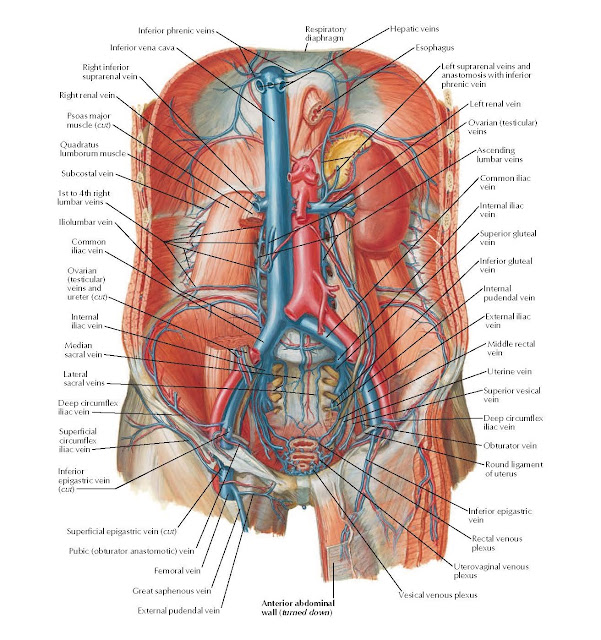 Veins of Posterior Abdominal Wall Anatomy