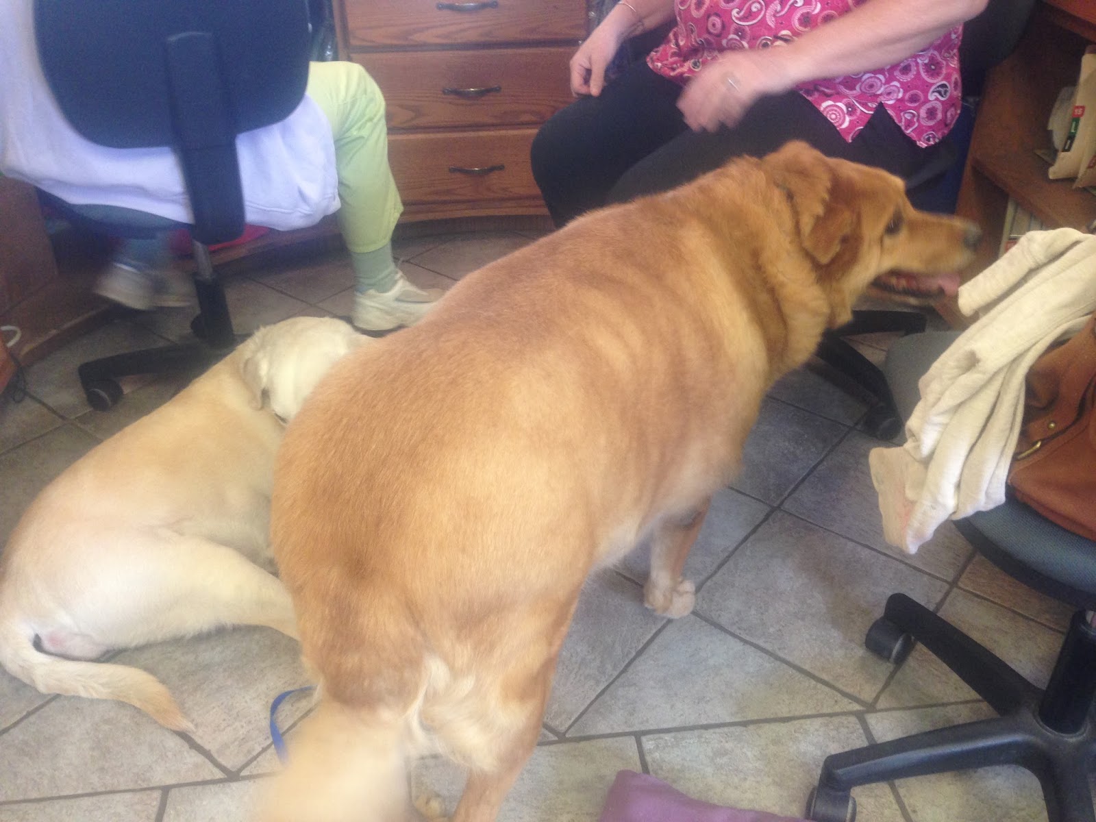 Diary Of A Real Life Veterinarian Why Can t I Call A Fat Pet Fat Why Is The Truth So Offensive 