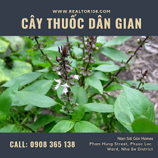lá húng quế chữa bệnh cảm cúm