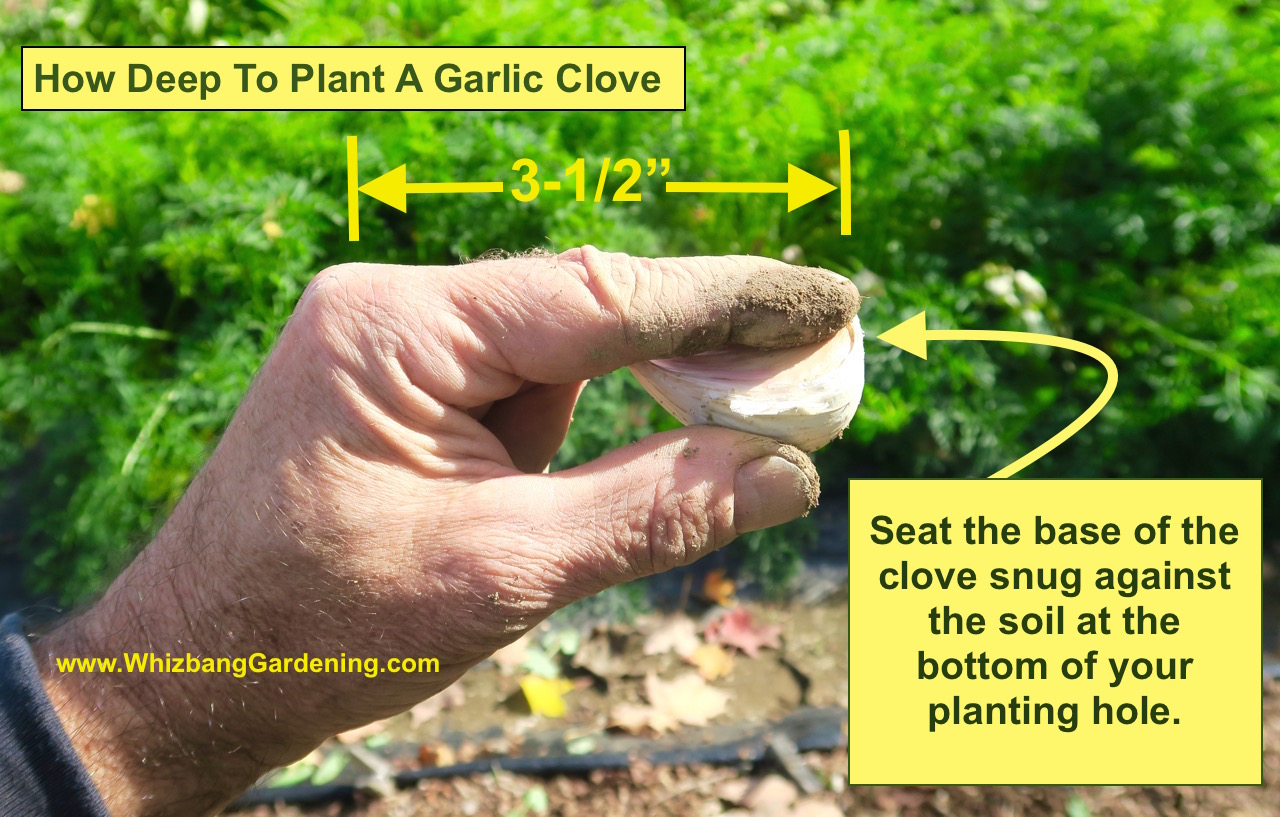 Upland How Deep To Plant A Garlic Bulb