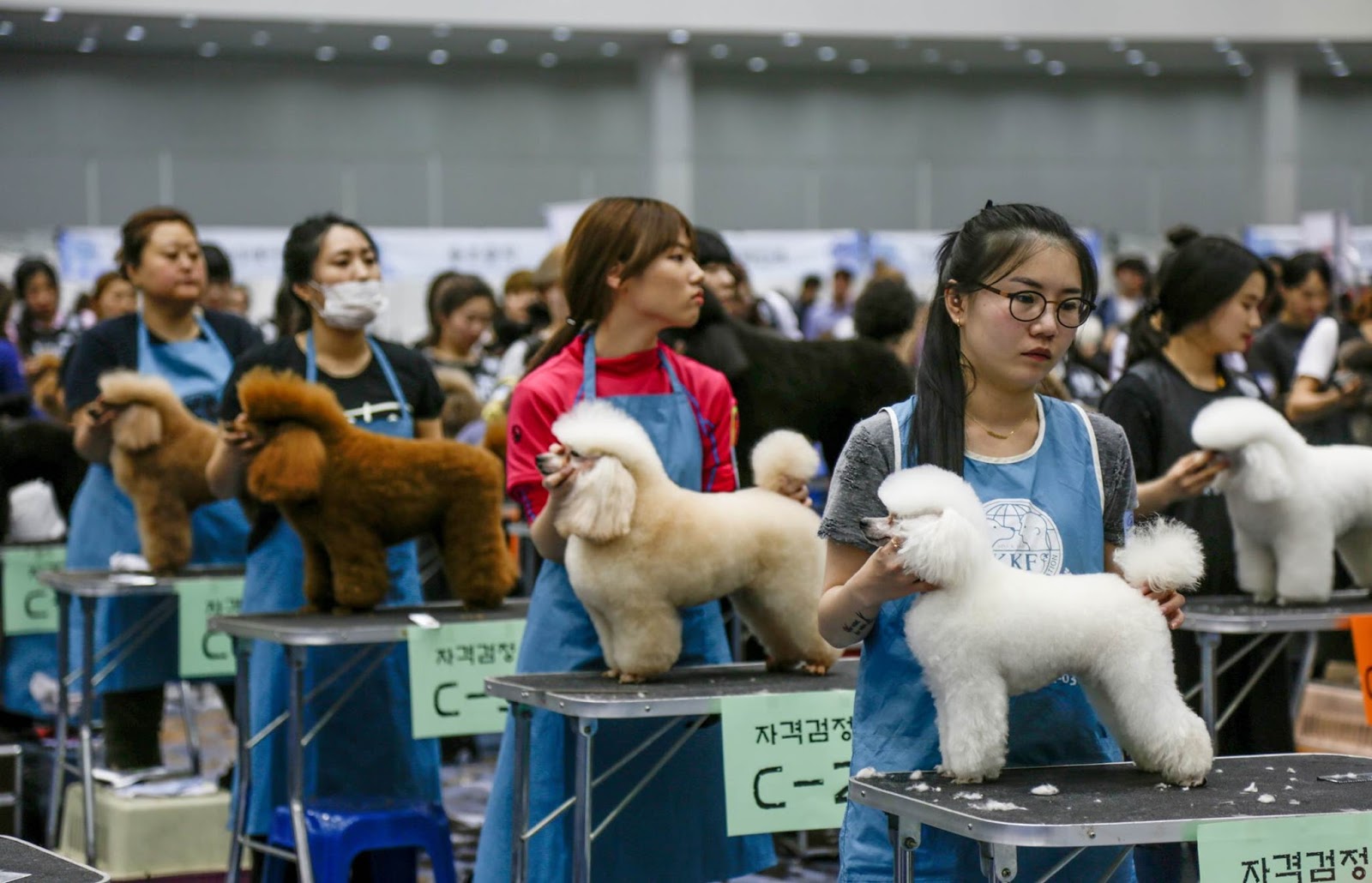 The Largest Pet Expo In Korea All Animal Lovers And Pet Owners Gather