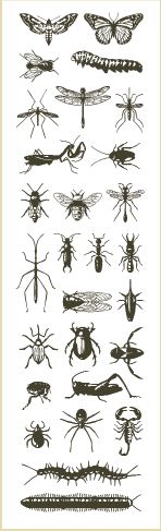 Guia de abelhas e insetos da América do Norte