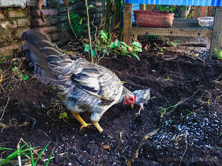 Mother Hen And Chick Looking For Food At The House Yard At The Village