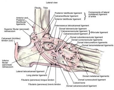 M É D E C I N E DE A-Z: Anatomie du Joint de la cheville tibia fibula diagram inside 
