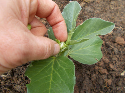 Pinching out broad beans 80 Minute Allotment Green Fingered Blog