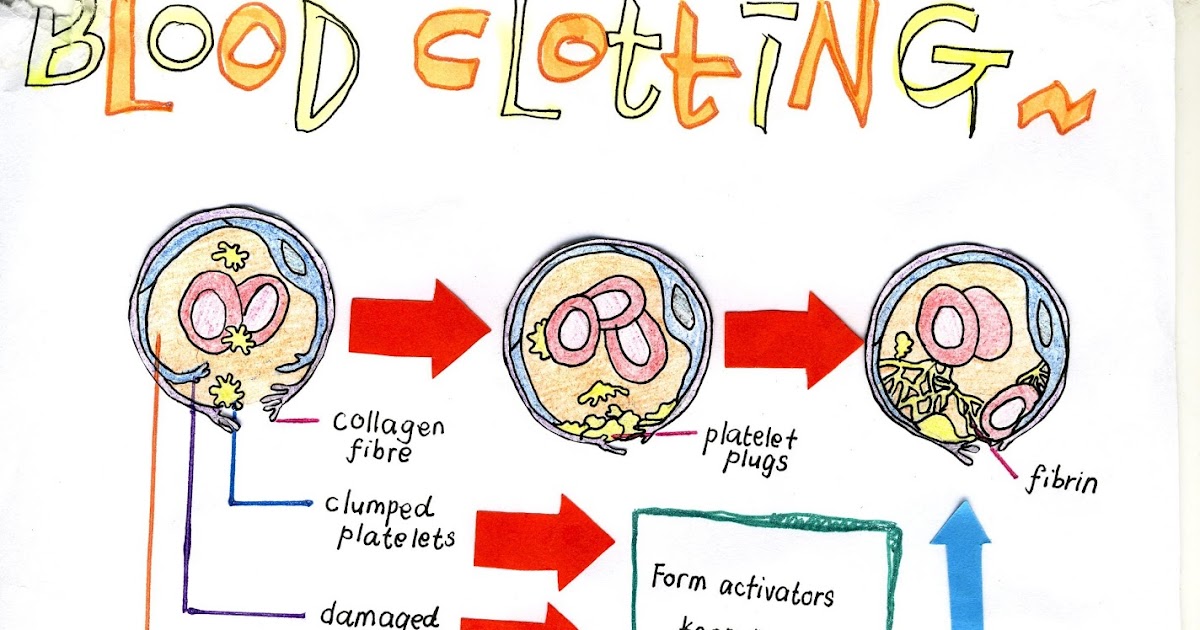 Bijak Tekun Nota Kreatif Biologi Tingkatan 5  Bab 1