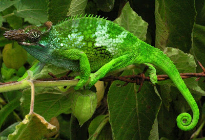 rainforest animal Chameleon