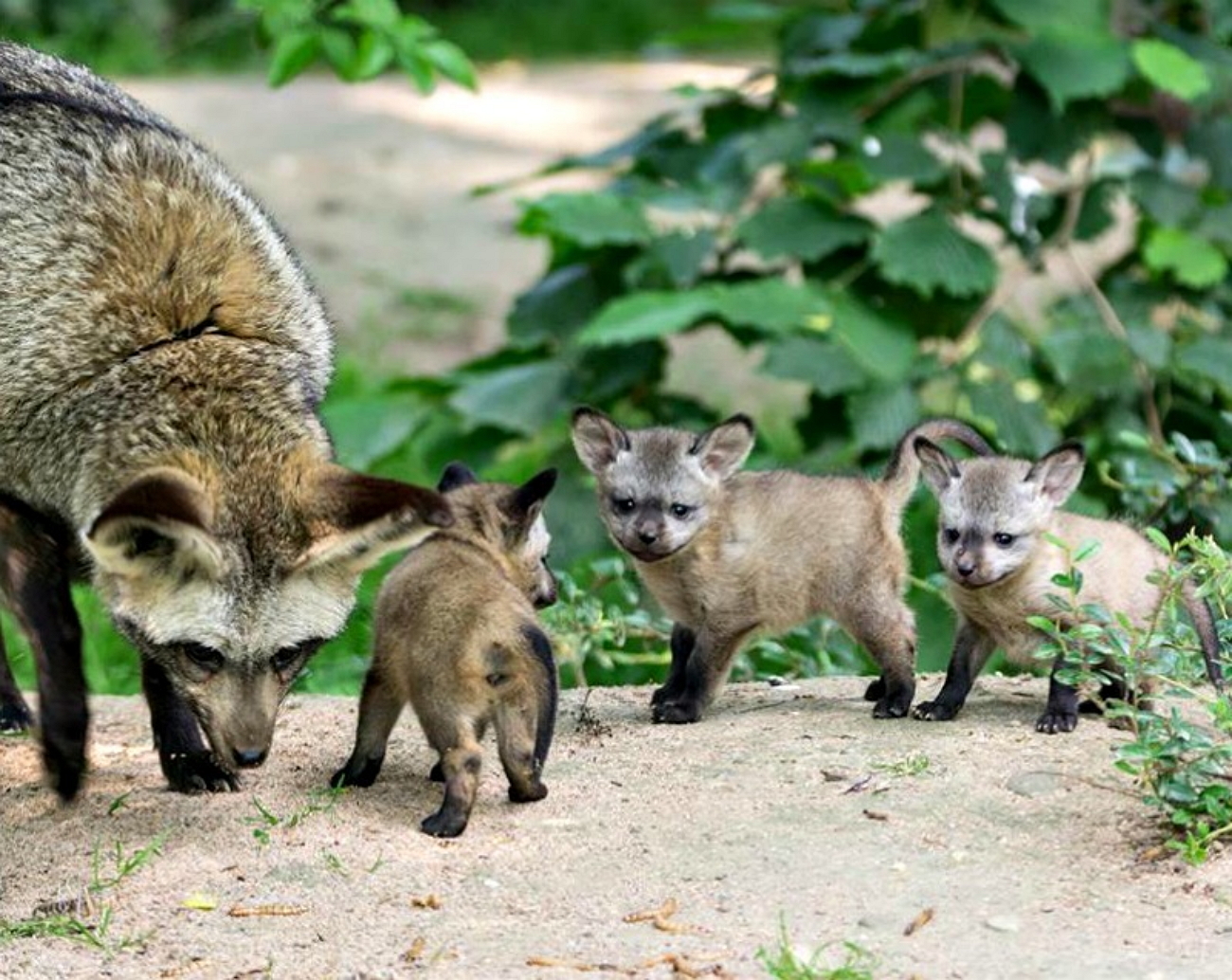 Us fox. Большеухая лисица. Большеухая лисица Otocyon megalotis. Большеухая лисица детеныш. Большеухая лисица в зоопарке.