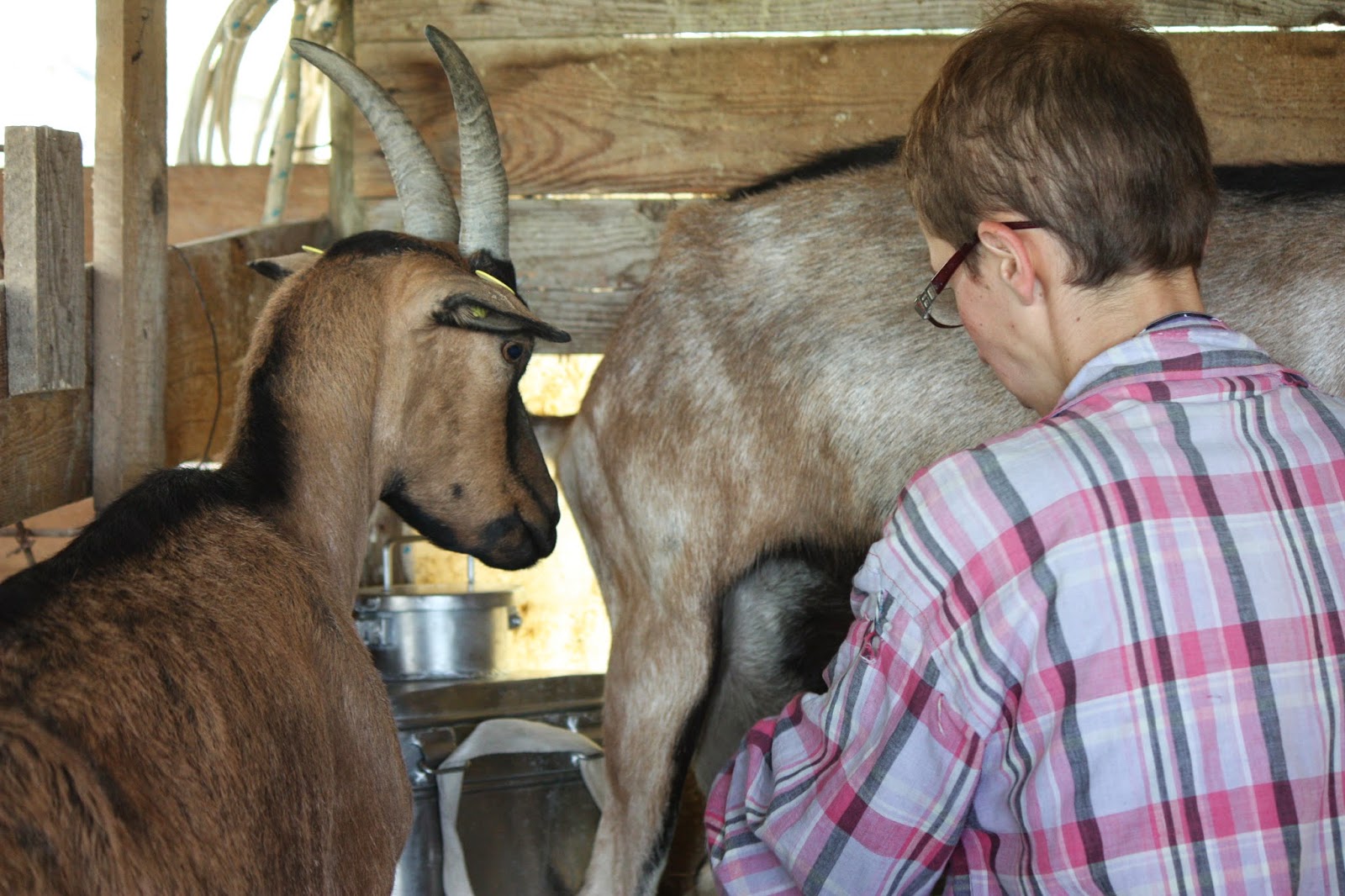 La Dura Vita Di Un Contadino E Dei Suoi Animali