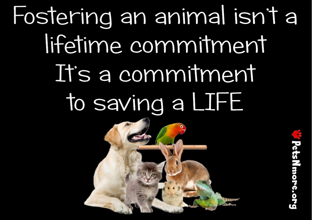 Pets N More 10 Top Reasons to Foster an Animal