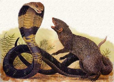 mongoose snake venom immune really