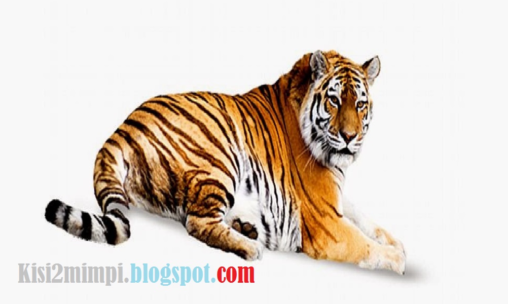 Arti Mimpi Harimau Menurut Erek Erek 4d 3d 2d Arti Mimpi Arti Mimpi Harimau Menurut Erek Erek 4d 3d 2d Arti Mimpi