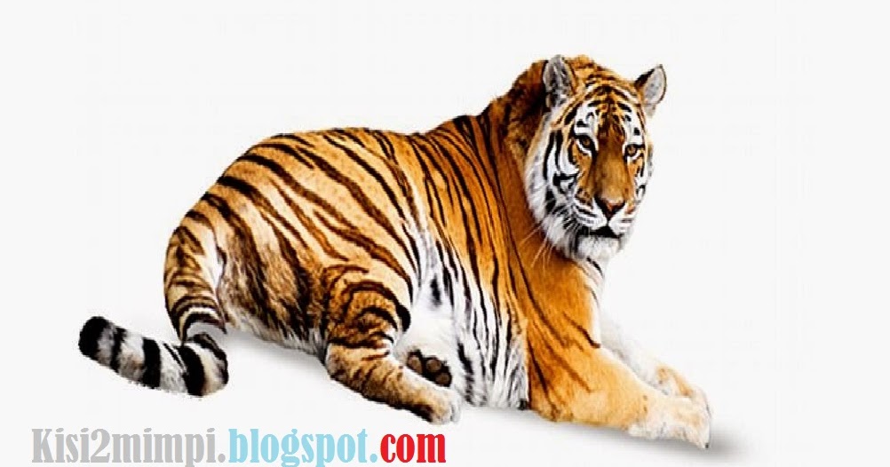 20+ Arti Mimpi Harimau Dalam Islam