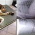 Πέρδικα: Άγνωστος πυροβόλησε αδέσποτο σκύλο 