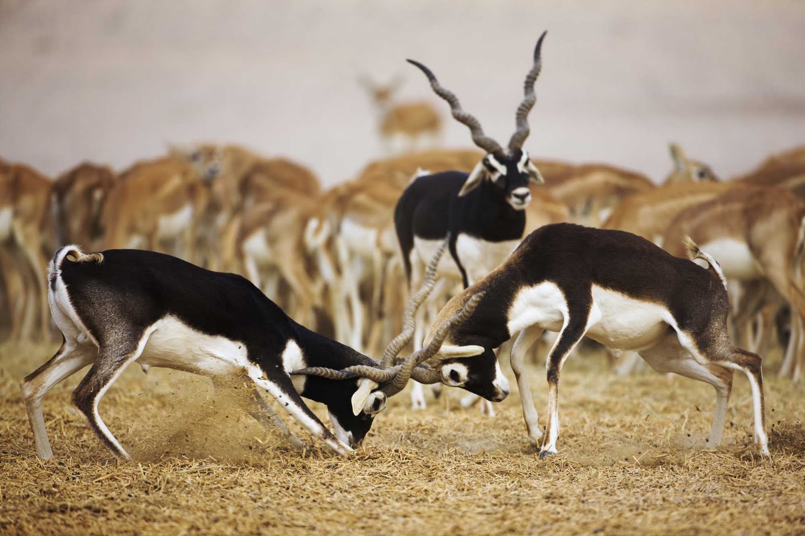 Manish Home BLACK BUCK animals-wild-animals-pet-birds