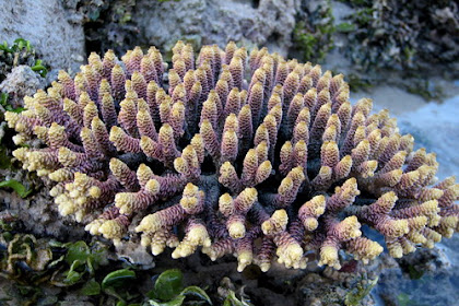 Batu Karang Dalam Laut / Seteguh Karang Laut: Karang laut..... : Terumbu karang adalah sekumpulan hewan karang yang bersimbiosis dengan sejenis tumbuhan alga yang disebut zooxanhellae.