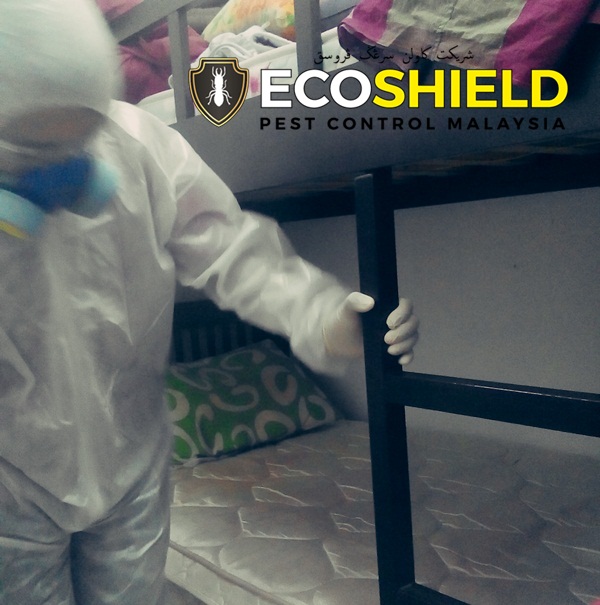 Masalah Kutu Kucing Salah kucing ke? Pest Control KL dari RM160.0