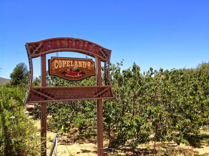Pink Foodie Best Cherry Picking in Leona Valley