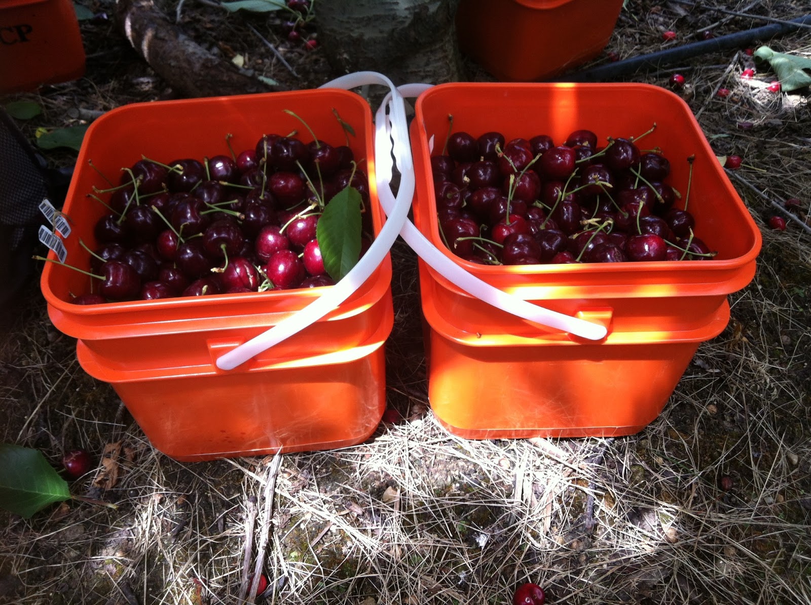 voy y quizas vuelvo Que pasa en el Cherry Picking? Experiencia en