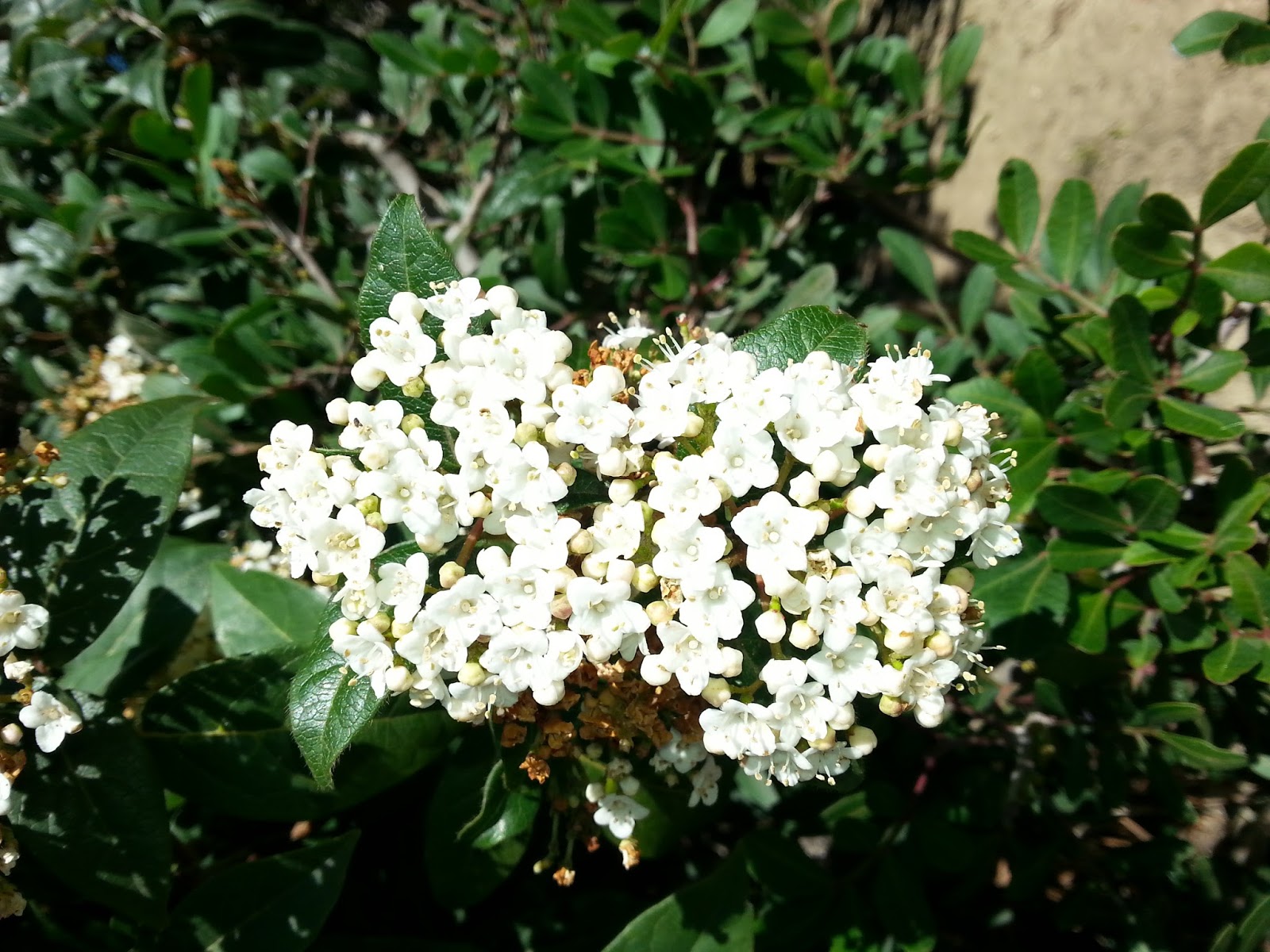 Venise Cote Jardin Janvier 2015