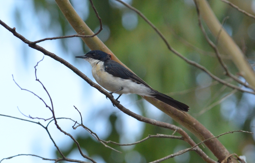 Australian Birds Photography KEUNEA PHOTOGRAPHY A Trip to Bundaberg