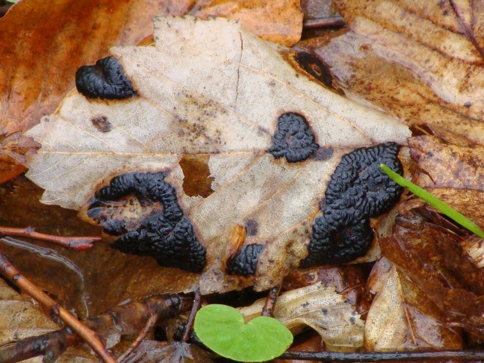 Rhytisma acerinum DSC31793