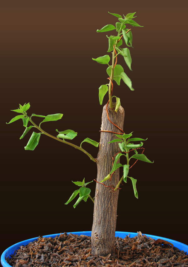 Bougainvillea Cuttings Bonsai Adventure A Guide to Bonsai Tree Care