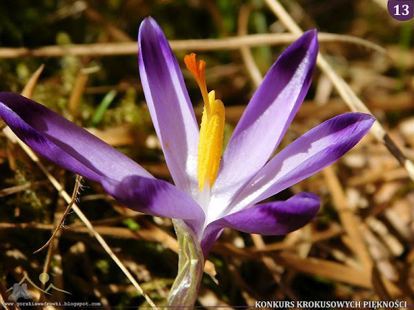 Szafran spiski (Crocus scepusiensis).