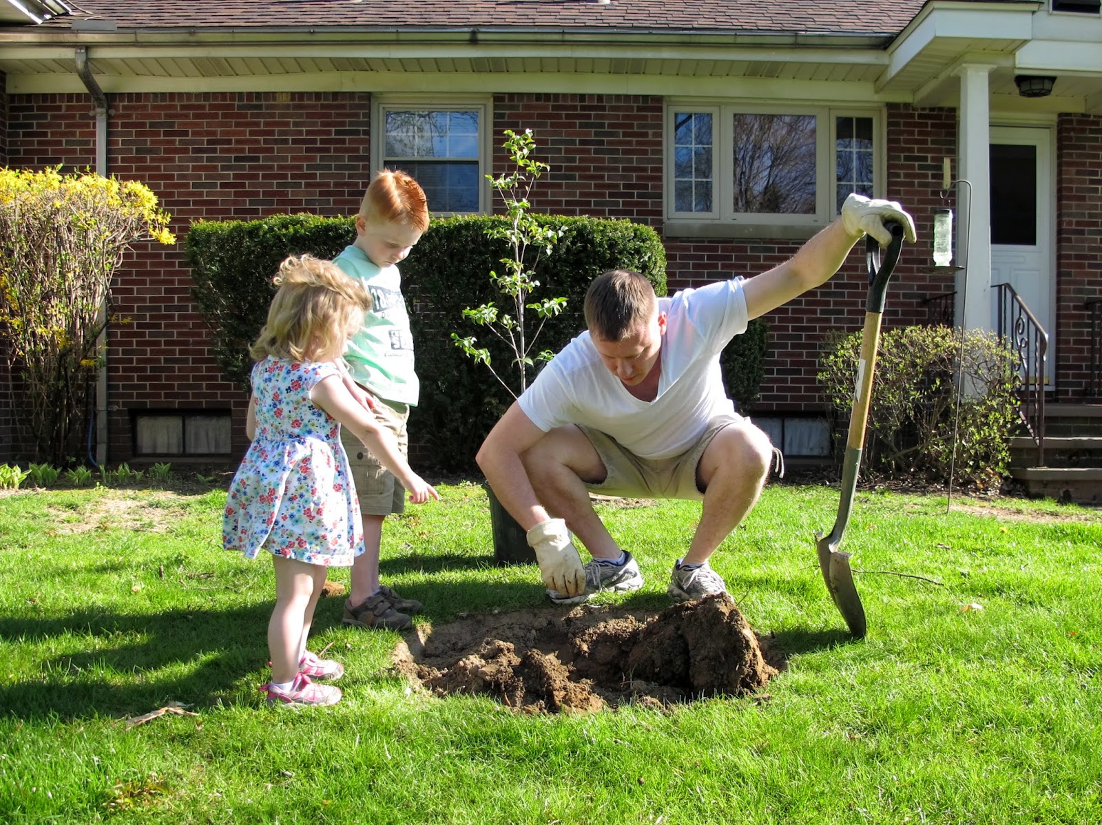 Planting the Dogwood