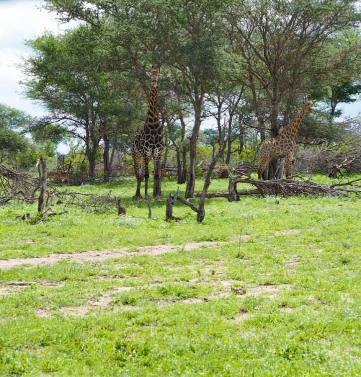 Giraffes in Kruger Park