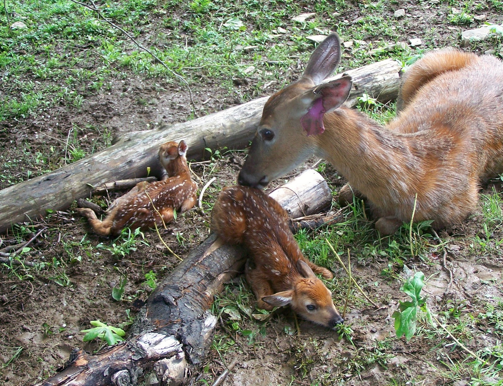 What Does A Fawn Look Like : What Does Deer Poop Look Like? – JYBAW