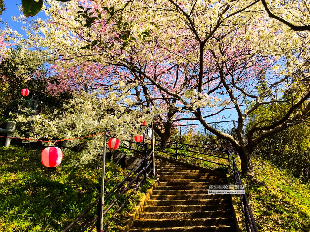 日本賞櫻,河津櫻,松田町賞櫻祭,河津櫻富士山,西平畑公園,