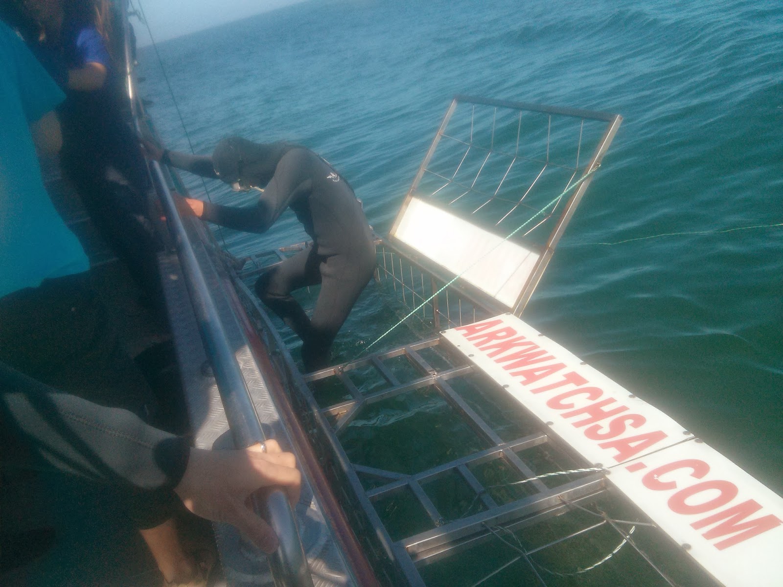 Kleinbaai - Watching the first divers climb into the cage