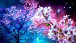 flower sakura anime cherry tree blossom wallpapers flowers blossoms
